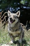 VASGOTASPETS 049